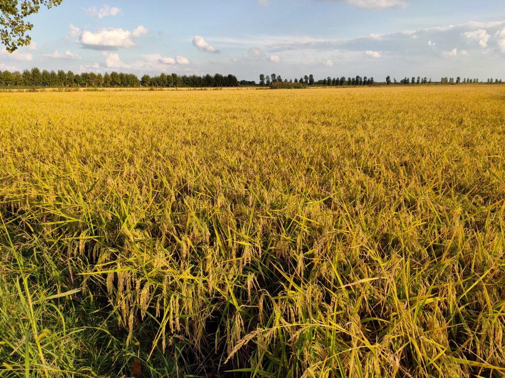 Die Reisfelder in der Ebene südlich von Verona