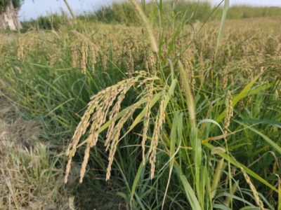 Les rizières dans la plaine au sud de Vérone